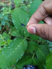 Caconeura