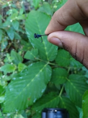Caconeura