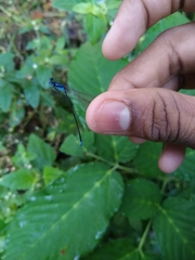 Caconeura