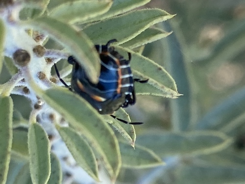 iNaturalist observation photo of Harlequin Bug