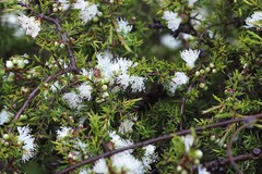 Melaleuca cliffortioides