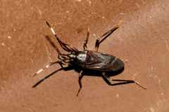 Cistalia alboannulata