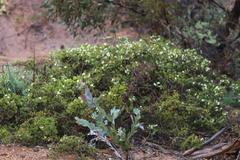 Melaleuca cliffortioides
