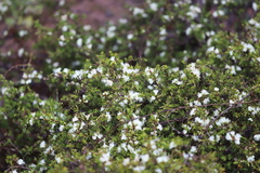 Melaleuca cliffortioides