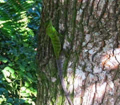 Anolis garmani