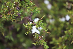 Melaleuca cliffortioides