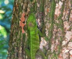Anolis garmani