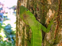 Anolis garmani