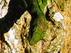 Anolis garmani