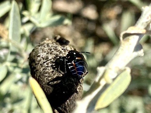 iNaturalist observation photo of Harlequin Bug