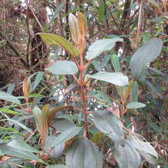 Miconia biappendiculata