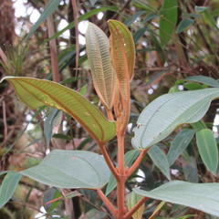 Miconia biappendiculata