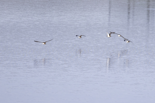 iNaturalist observation photo of Killdeer