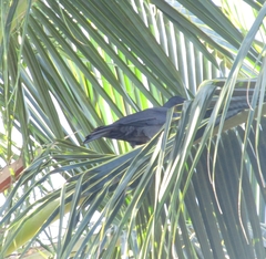 Corvus jamaicensis