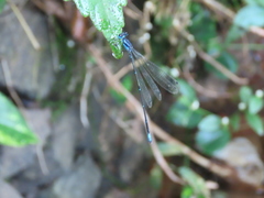 Caconeura