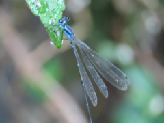 Caconeura