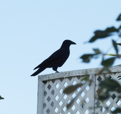 Corvus jamaicensis