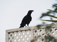 Corvus jamaicensis