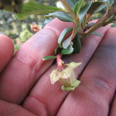 Escallonia myrtilloides