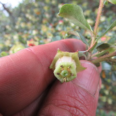 Escallonia myrtilloides