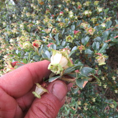 Escallonia myrtilloides
