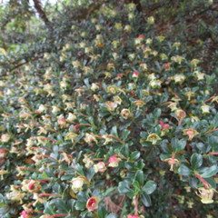 Escallonia myrtilloides