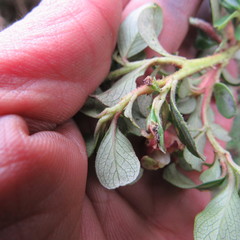 Escallonia myrtilloides