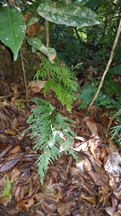 Selaginella longipinna