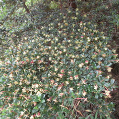 Escallonia myrtilloides