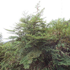 Escallonia myrtilloides