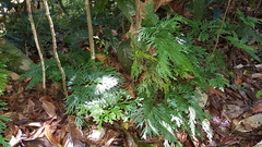 Selaginella longipinna