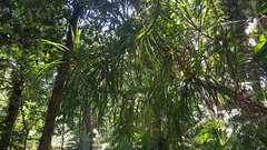 Freycinetia percostata