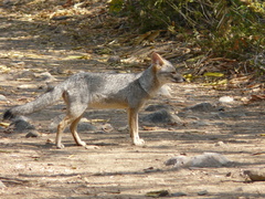 Lycalopex sechurae