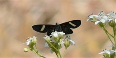 Melanis leucophlegma