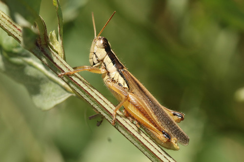 Slender Orange-legged Grasshopper