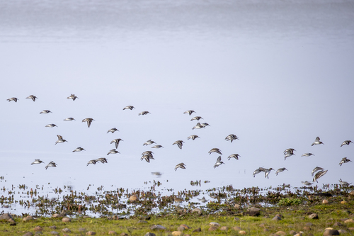 iNaturalist observation photo of Dunlin