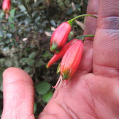 Bomarea pauciflora