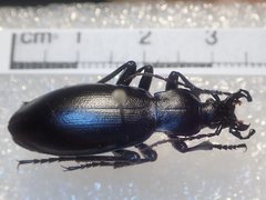 Carabus dokhtouroffi