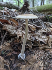Amanita sinicoflava