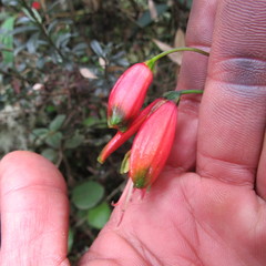 Bomarea pauciflora