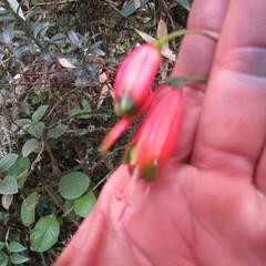 Bomarea pauciflora