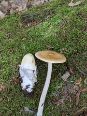 Amanita sinicoflava