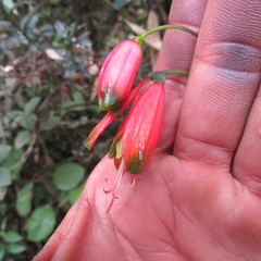 Bomarea pauciflora