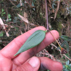 Bomarea pauciflora