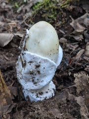 Amanita sinicoflava