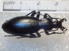 Carabus dokhtouroffi