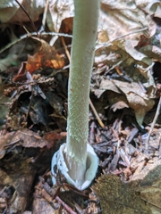 Amanita sinicoflava