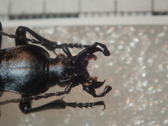 Carabus dokhtouroffi