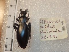 Carabus dokhtouroffi