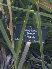 Kniphofia tysonii